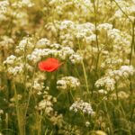 corn-poppy-7256698_960_720.jpg