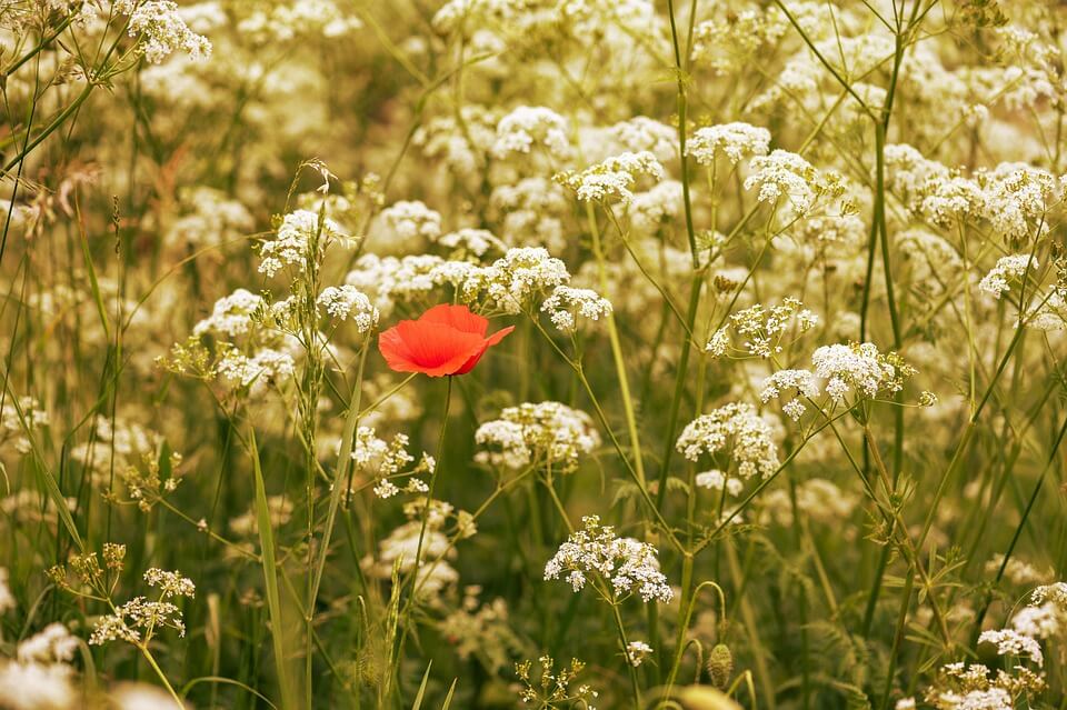 Caraway Plant: Seedy Spice And Tasty Roots
