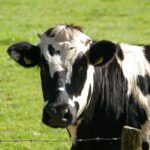 cow-234835_960_720.jpg