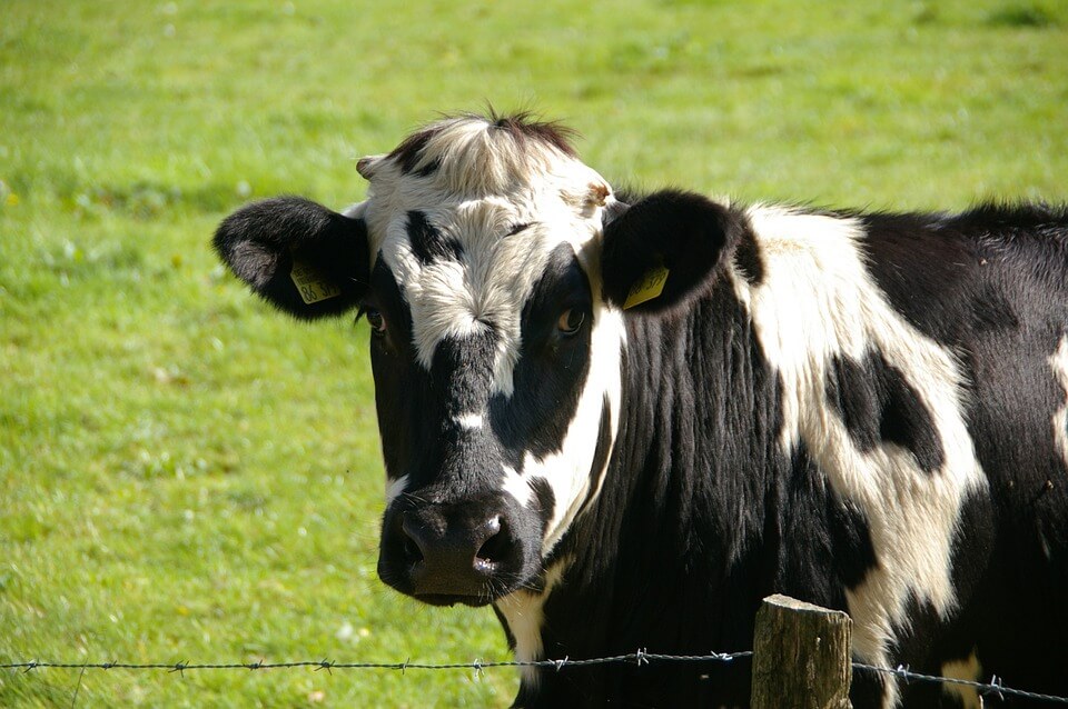 Cow Manure: How to Turn Poop into Peat