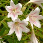 crinum-lilies-3543485_960_720.jpg