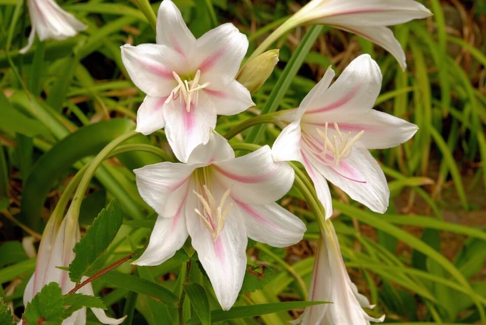 A Gardening Guide to Crinum Lily