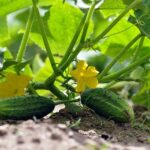 cucumbers-7322966__340.jpg