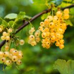 currant-550600_960_720.jpg
