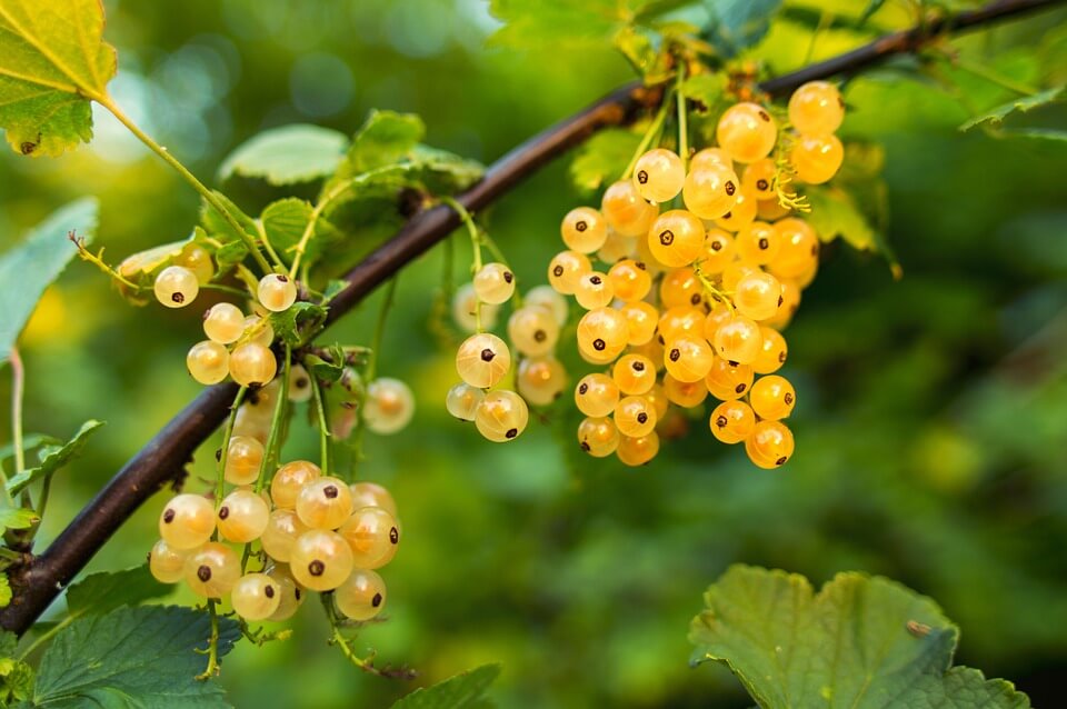 Currant Plant: Growing Currant Bushes