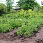 dacha-2699713_960_720.jpg