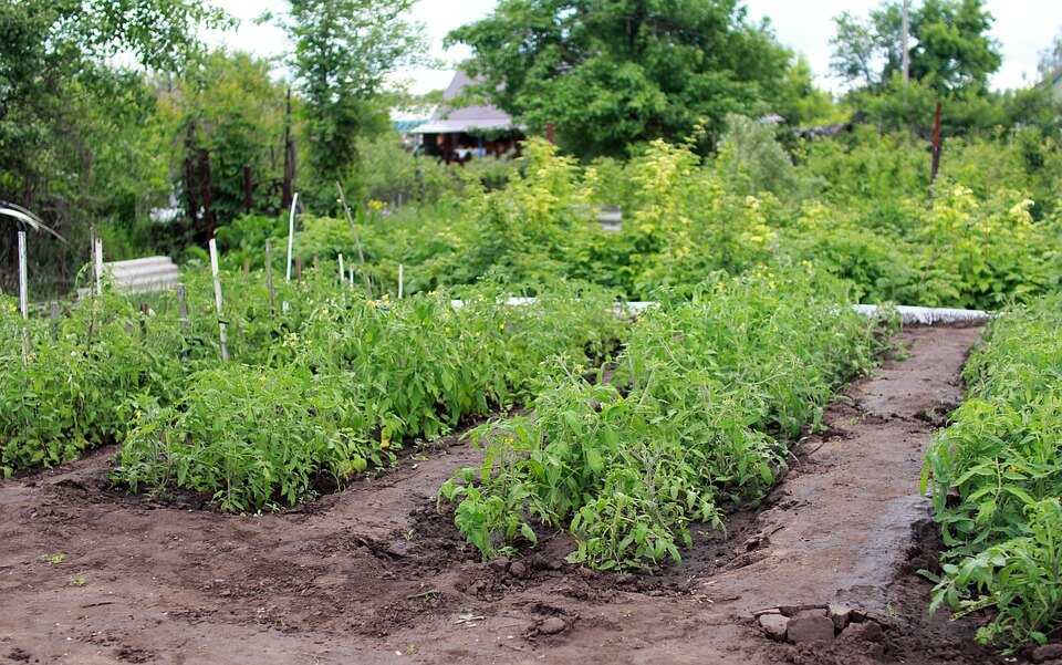Whiteflies: Eliminating Tiny White Pests