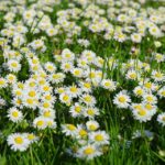 daisies-324403_960_720.jpg