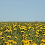 dandelion-3382825_960_720.jpg