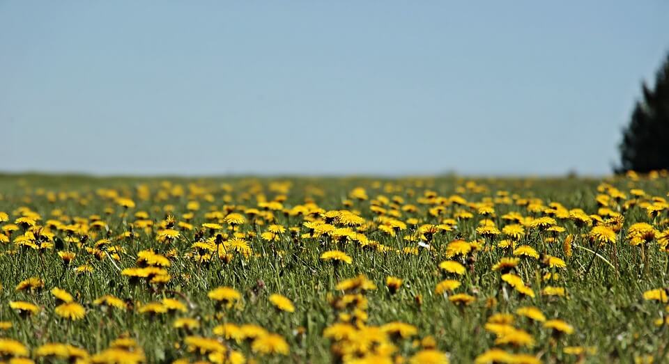 How to Treat Dandelions in Your Yard