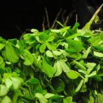 fenugreek-2932921_960_720.jpg