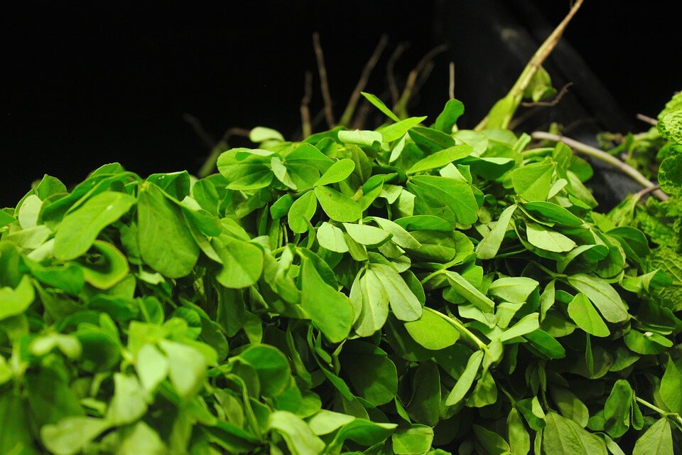 How To Grow Fenugreek Microgreens Fast And Easy