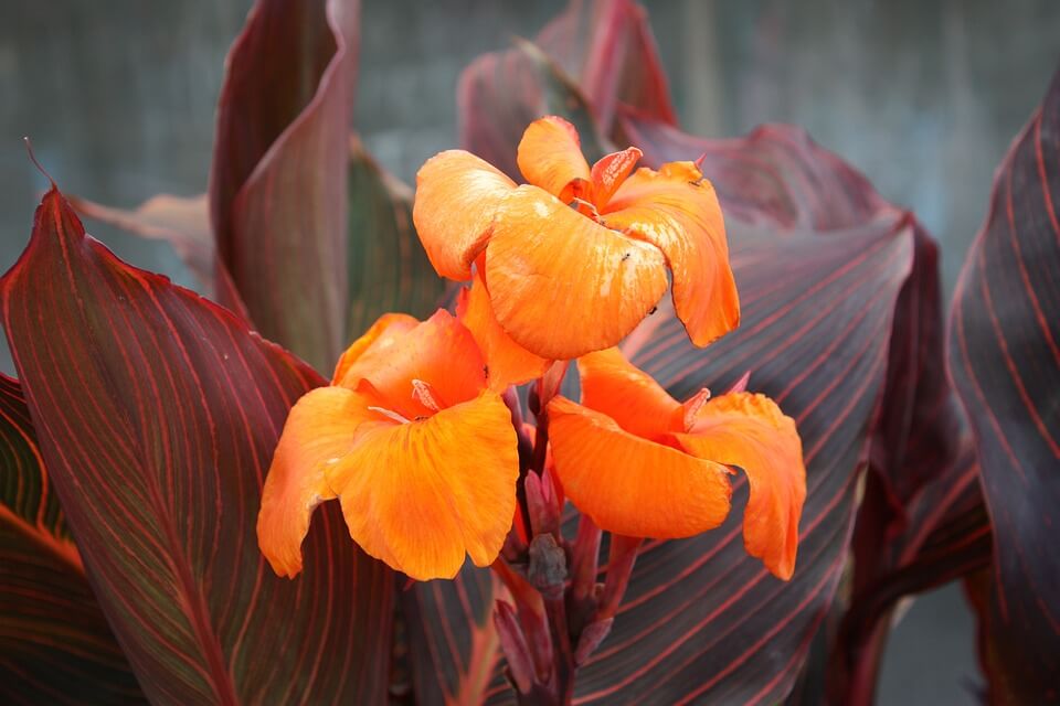 The Ultimate Canna Lily Care and Growing Guide