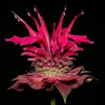 flower-815480__340.jpg