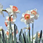 flowers-3316769_960_720.jpg