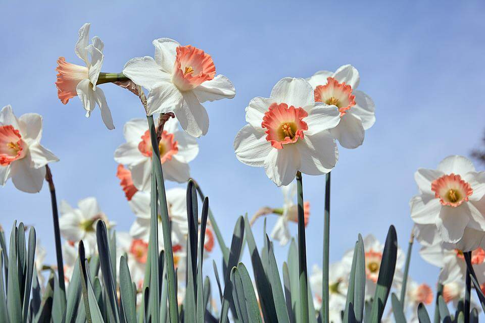 Fall Planting Flowers – A Complete Guide To Earlier Spring Blooms