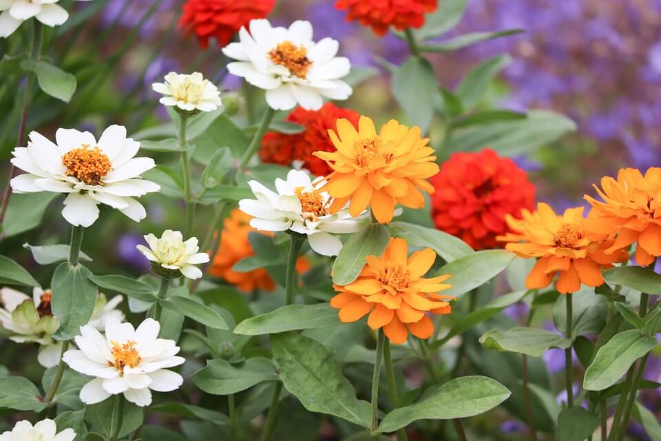 flowers-4269854_960_720.jpg