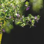 flowers-4317337_960_720.jpg