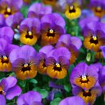 garden-21968_960_720.jpg