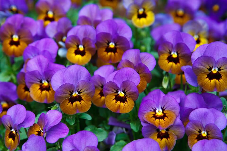 How to Grow and Use Viola, Pansy, and Violet Flowers