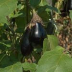 garden-2683221__340.jpg