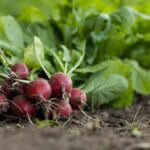 garden-radish-7300875_960_720.jpg