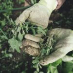 gardening-2518377_960_720.jpg