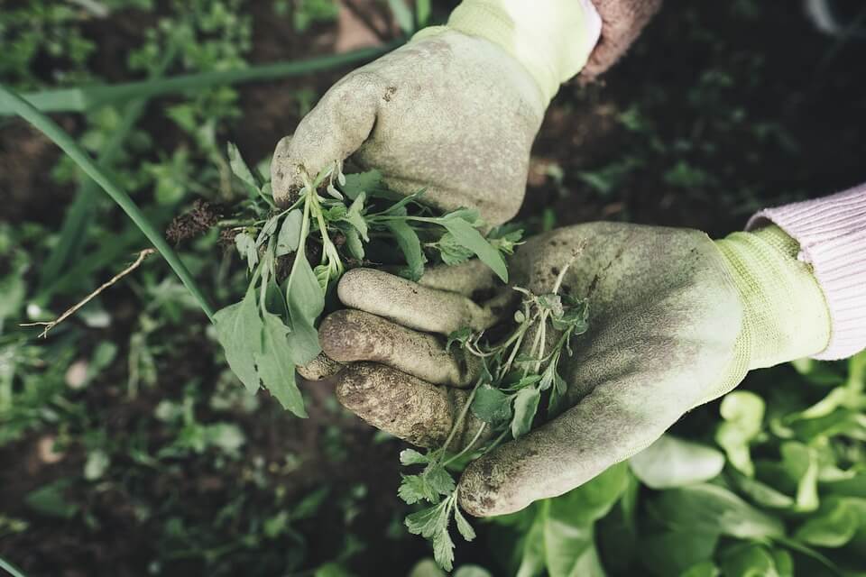 Natural Weed Control in the Vegetable Garden