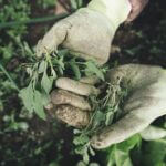 gardening-2518377_960_720.jpg