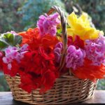 geranium-2776714_960_720.jpg