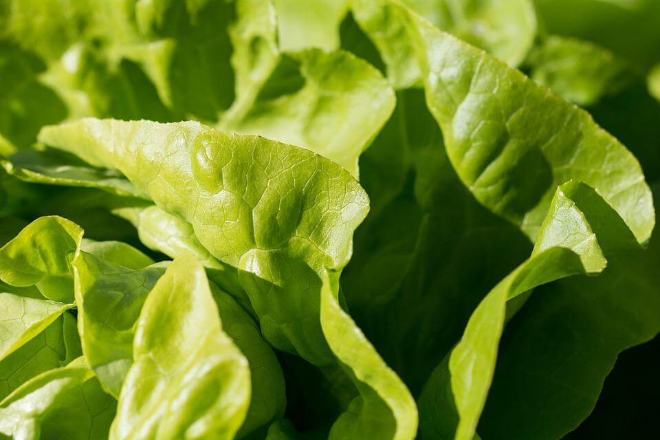 How To Grow Salad Greens All Year