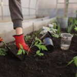 greenhouse-6226263_960_720.jpg