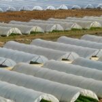greenhouse-64394_960_720.jpg