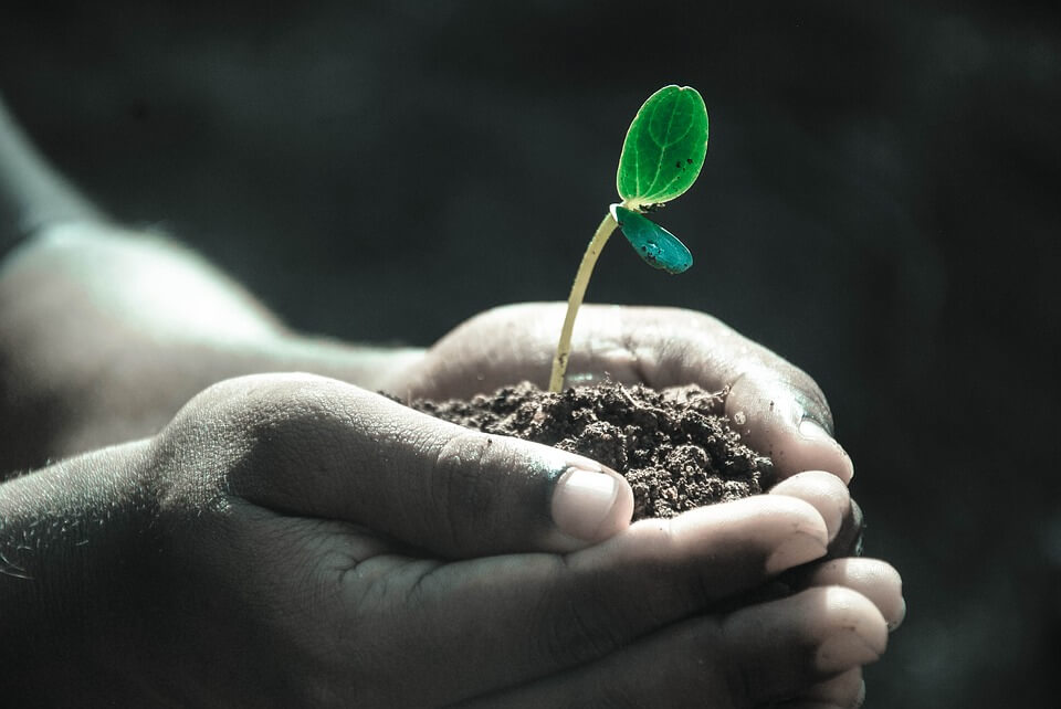 Gardening in Grow Bags: 5 Tips for Success