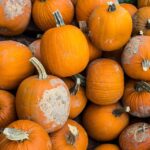 harvest-2602672_960_720.jpg