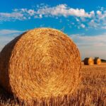 hay-bales-726976_960_720.jpg