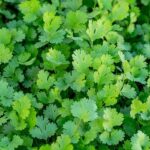 herb-6818638__340.jpg