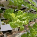hydroponics-4255403_960_720.jpg