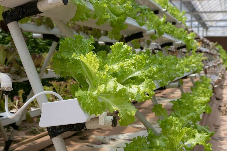 Complete Guide to Indoor Gardening: Start Here