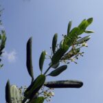 jamaica-pepper-674245_960_720.jpg