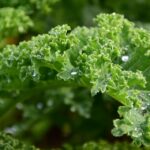 kale-1713221_960_720.jpg