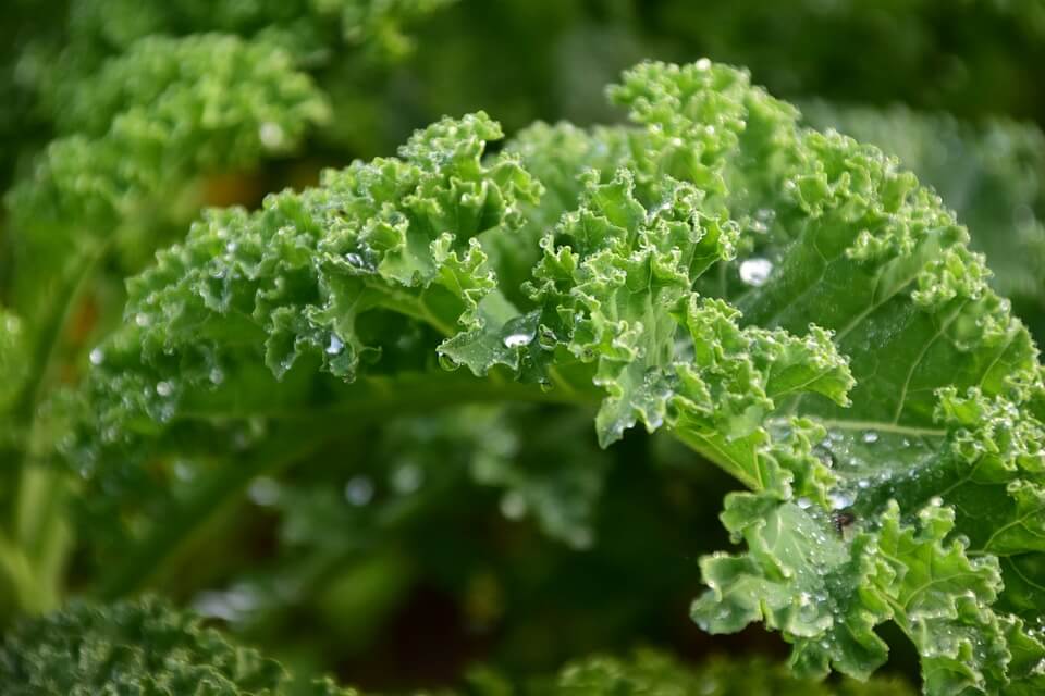 How To Grow Kale (Italian)