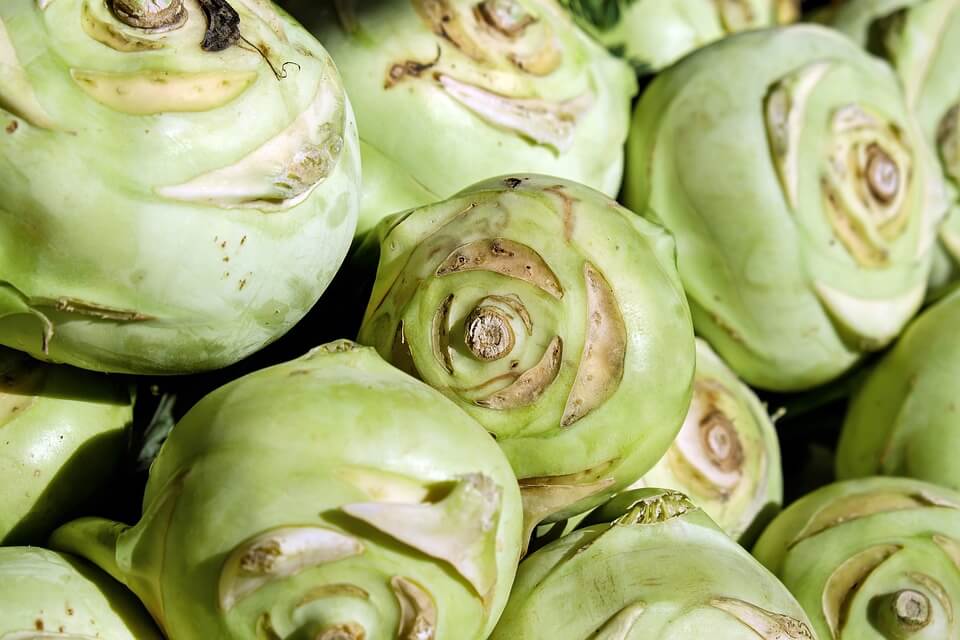 How To Grow Kohl Rabi