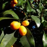kumquat-2852236__340.jpg