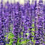 lavender-1507499_960_720.jpg