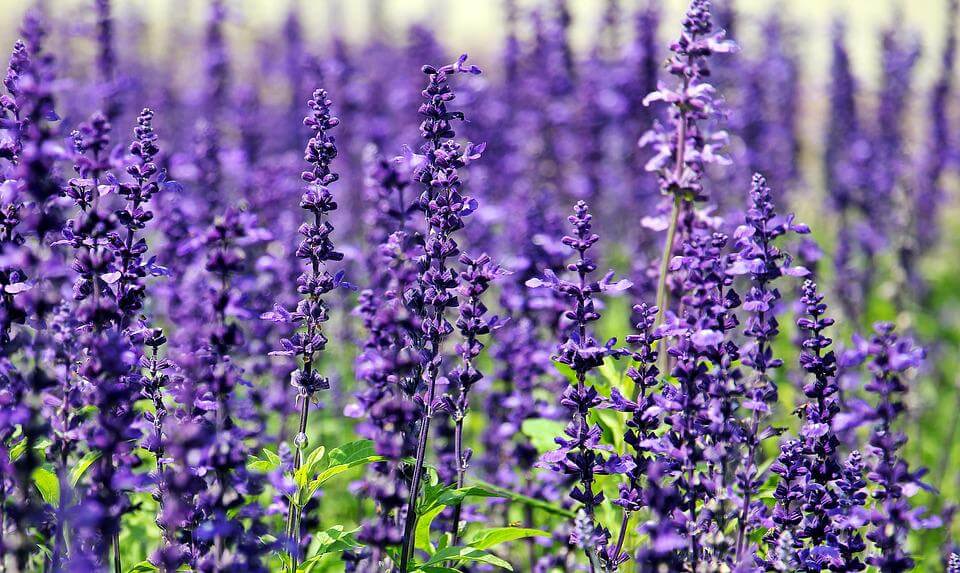 Essential List of Edible Flowers