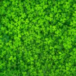 leaf-1482948_960_720.jpg