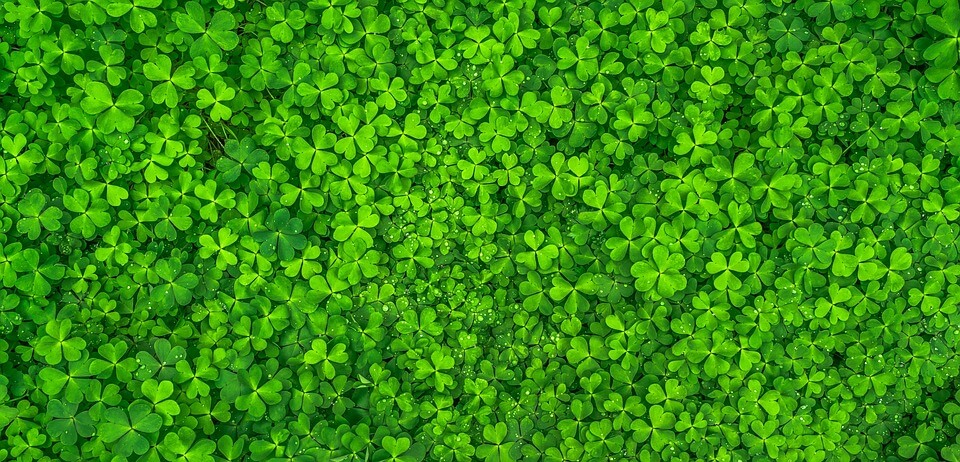 Benefits of Planting Clover in Your Yard