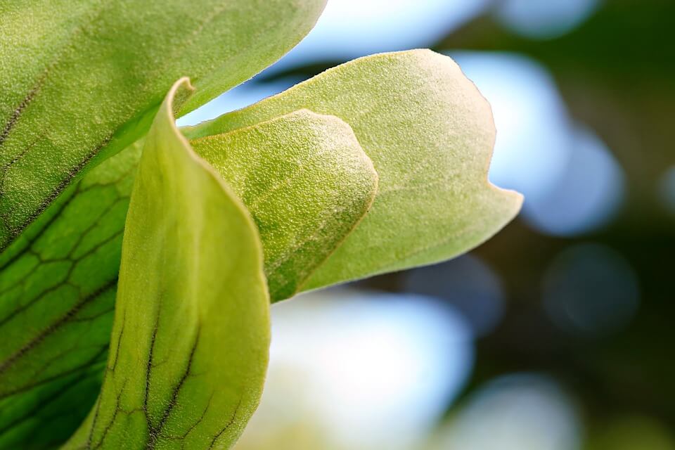 leaves-7719241_960_720.jpg