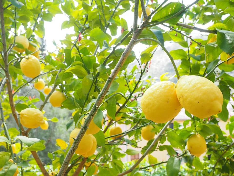 lemon-1117565_960_720.jpg